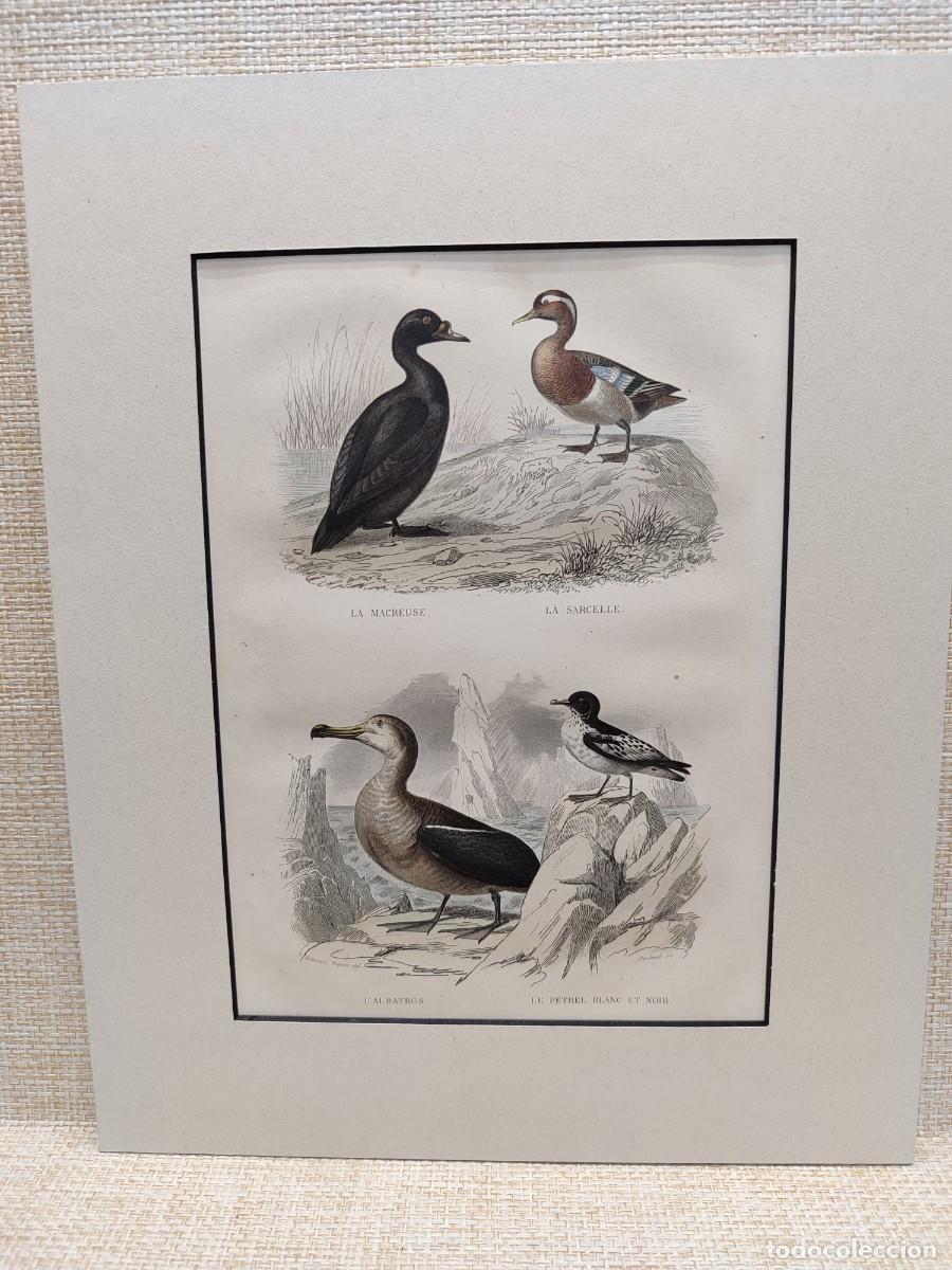 Arte: La macreuse, la sarcelle, l&acute;albatros, le pretel. Obras de Buffon. Oiseaux. 1848.