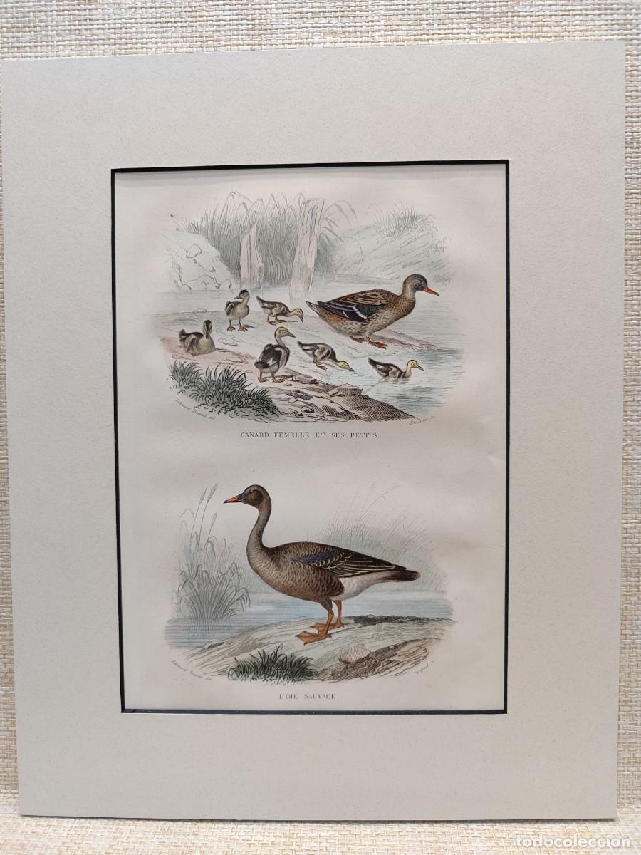 Arte: Canard femelle et l&acute;oie sauvage. Obras de Buffon. Oiseaux. 1848.