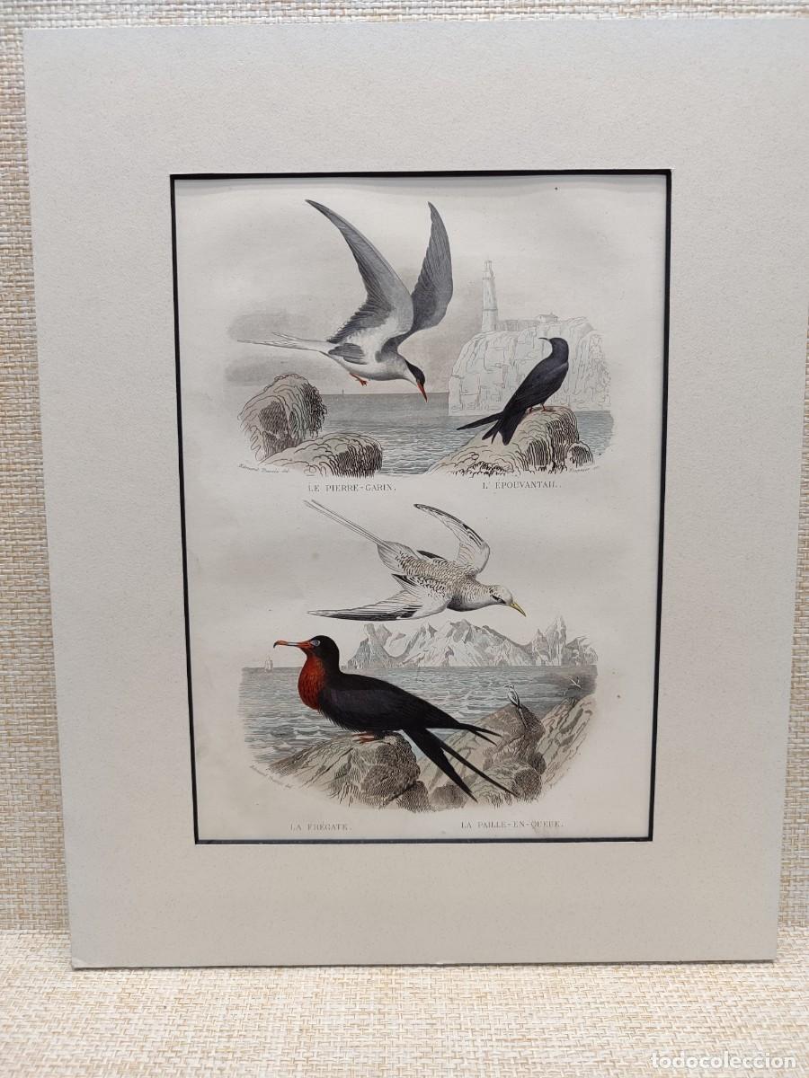 Arte: Le pierre-garin, l&acute;epouvantail, la fregate, le paille en queue. Obras de Buffon. Oiseaux. 1848.