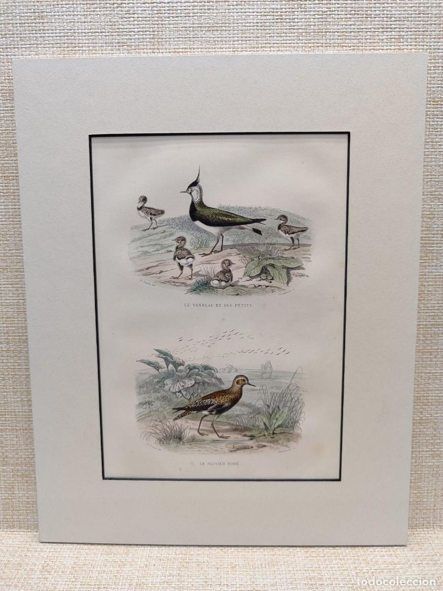 Arte: Le vanneau et ses petits. Le pluvier dore. Obras de Buffon. Oiseaux. 1848.