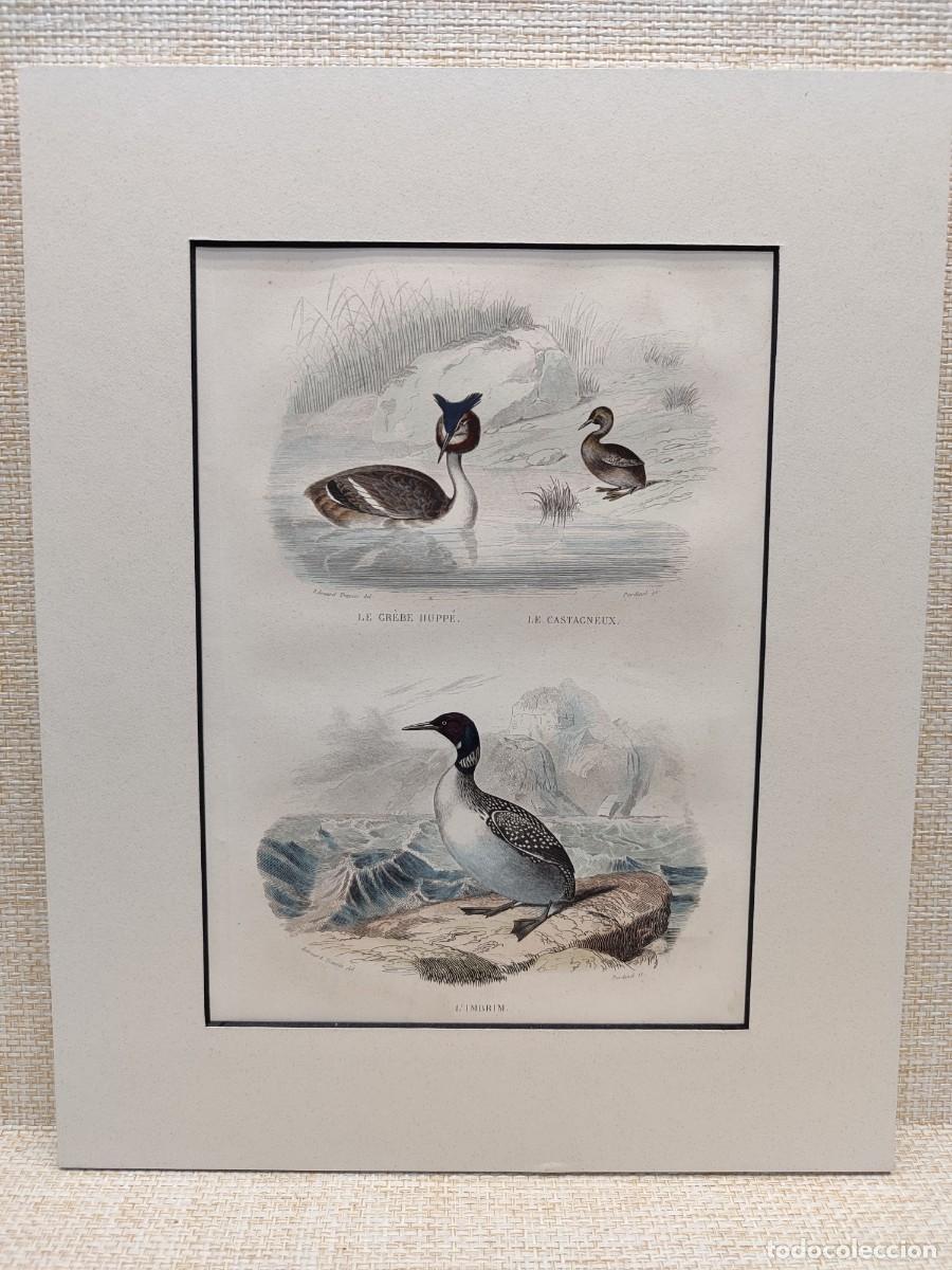 Arte: Le grebe. Le castagneux. L&acute;imbrin. Obras de Buffon. Oiseaux. 1848.