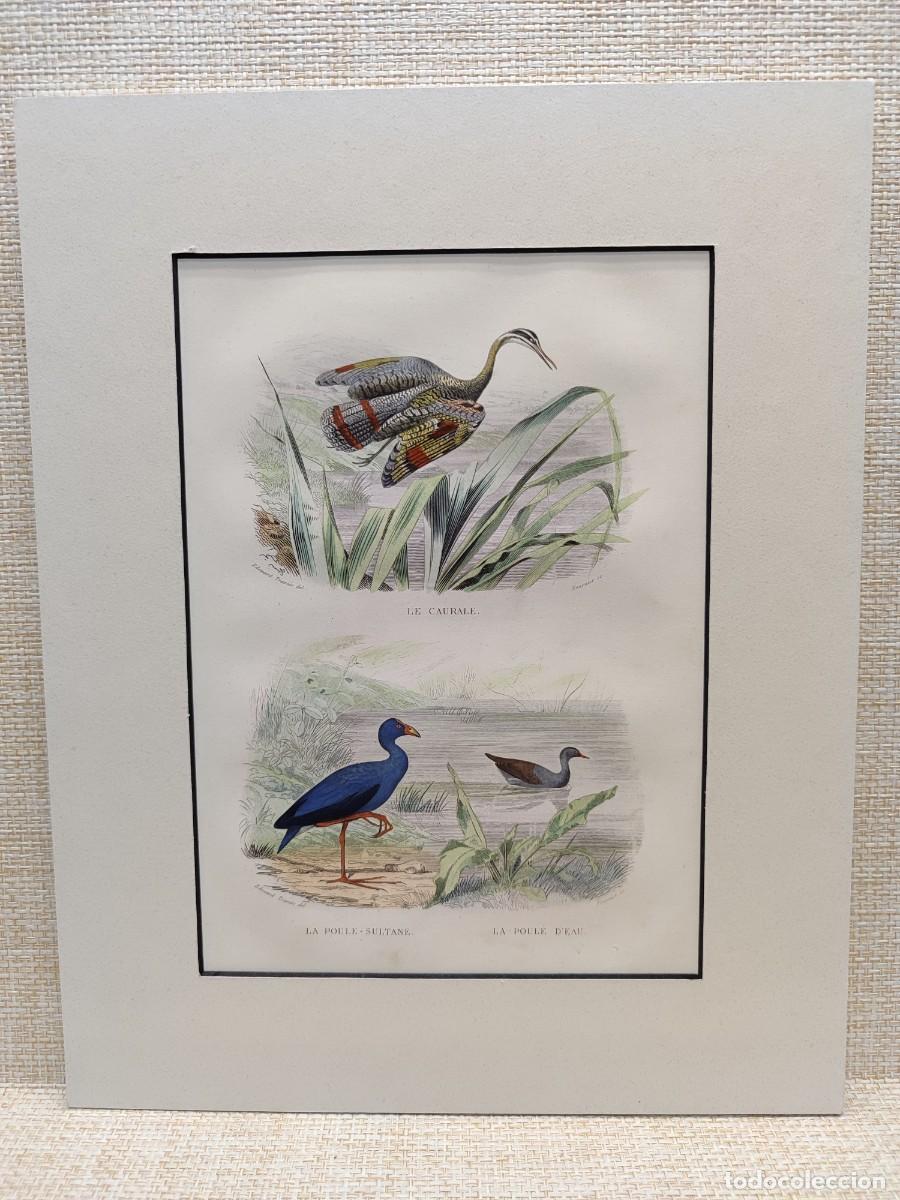 Arte: Le caurale. Lapoule sultane et d&acute;eau. Obras de Buffon. Oiseaux. 1848.