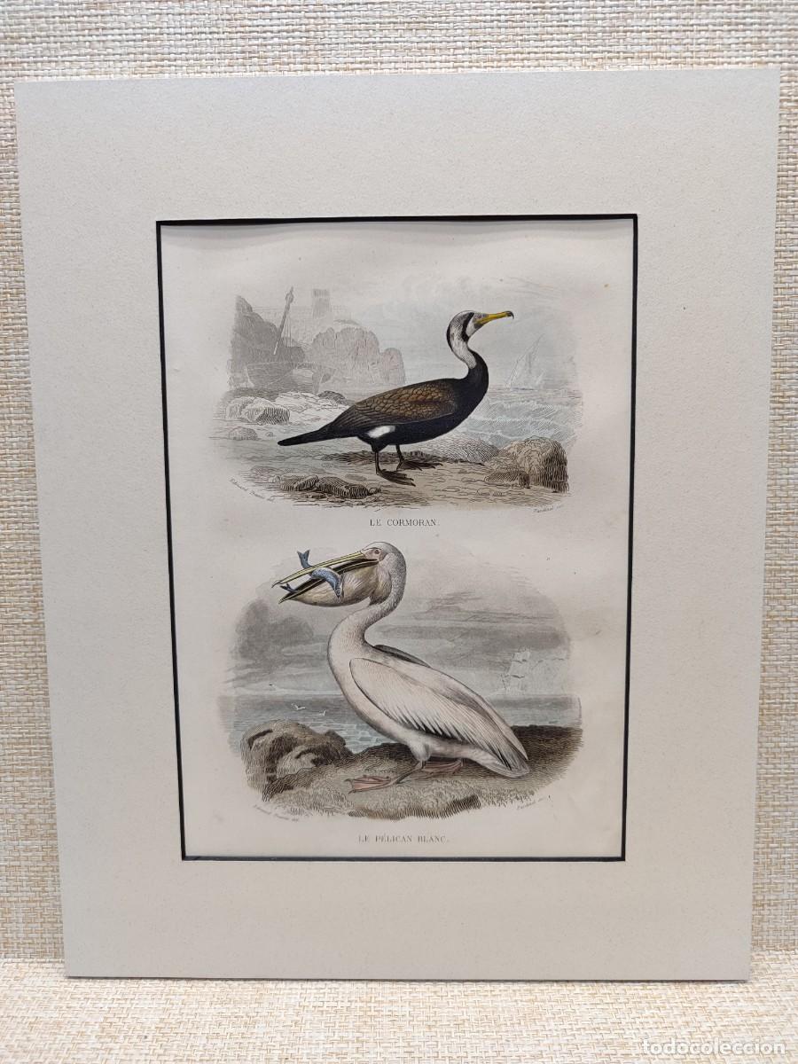 Arte: Le cormoran. Le pelican blanc. Obras de Buffon. Oiseaux. 1848.
