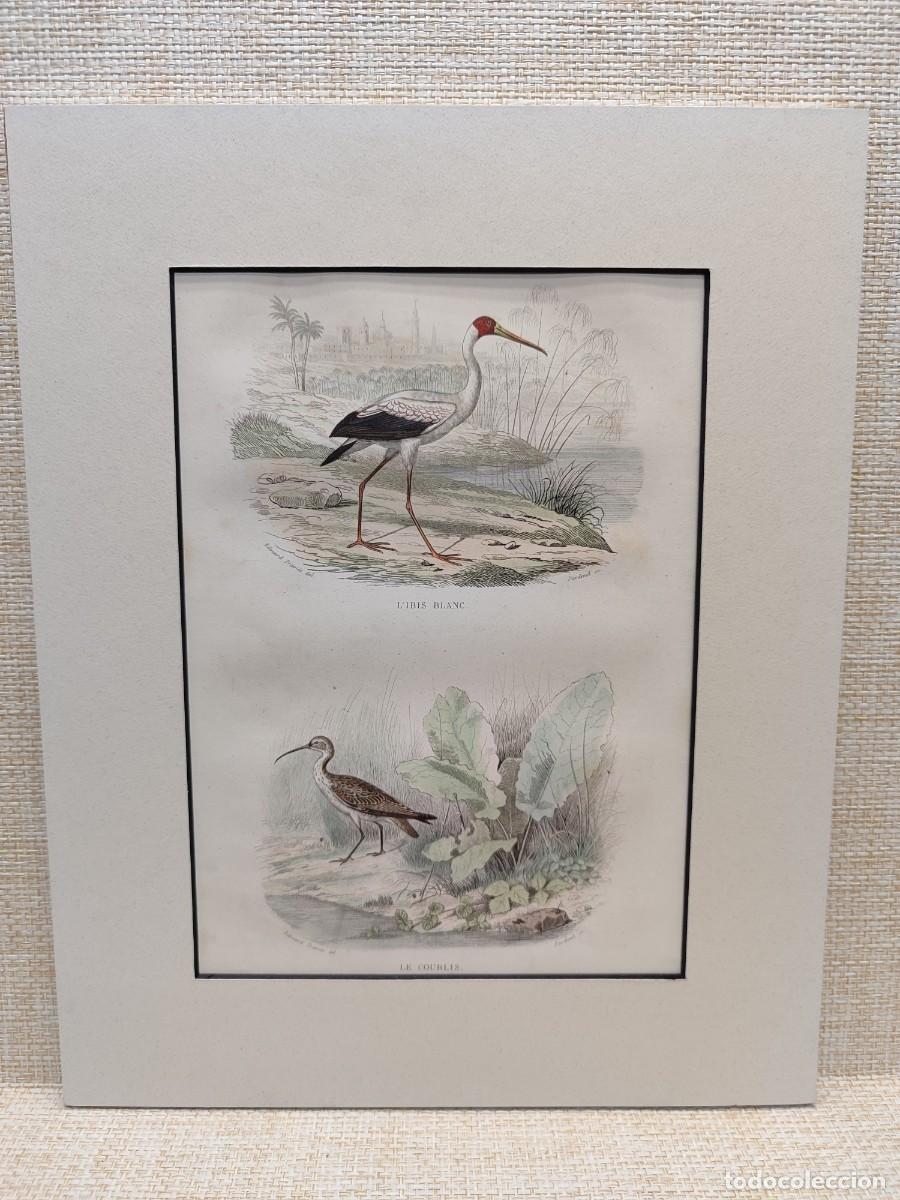 Arte: L&acute;ibis blanc. Le courlis. Le pelican blanc. Obras de Buffon. Oiseaux. 1848.