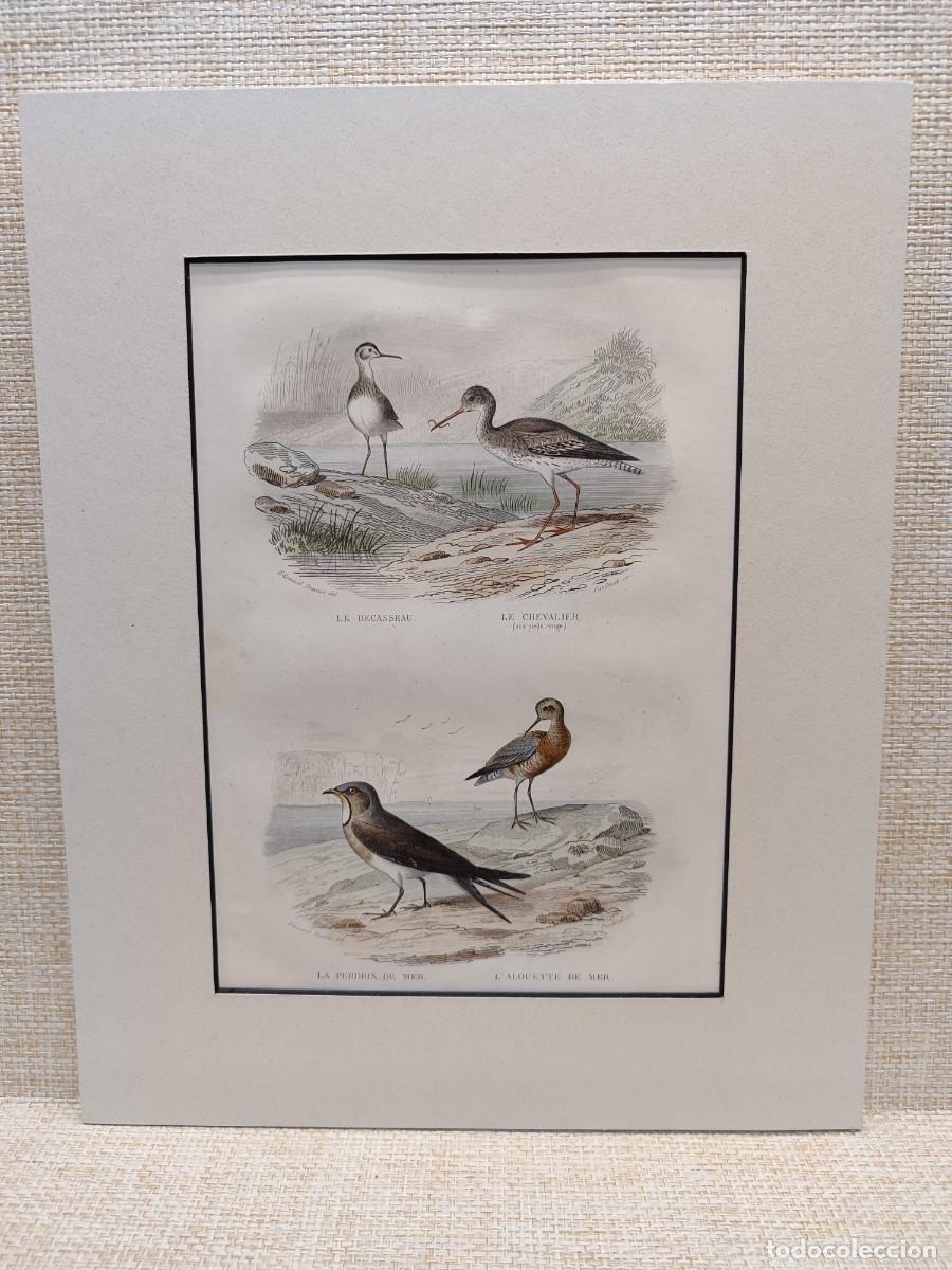 Arte: Le bacasseau. Le chevalier. Le pelican blanc. Obras de Buffon. Oiseaux. 1848.