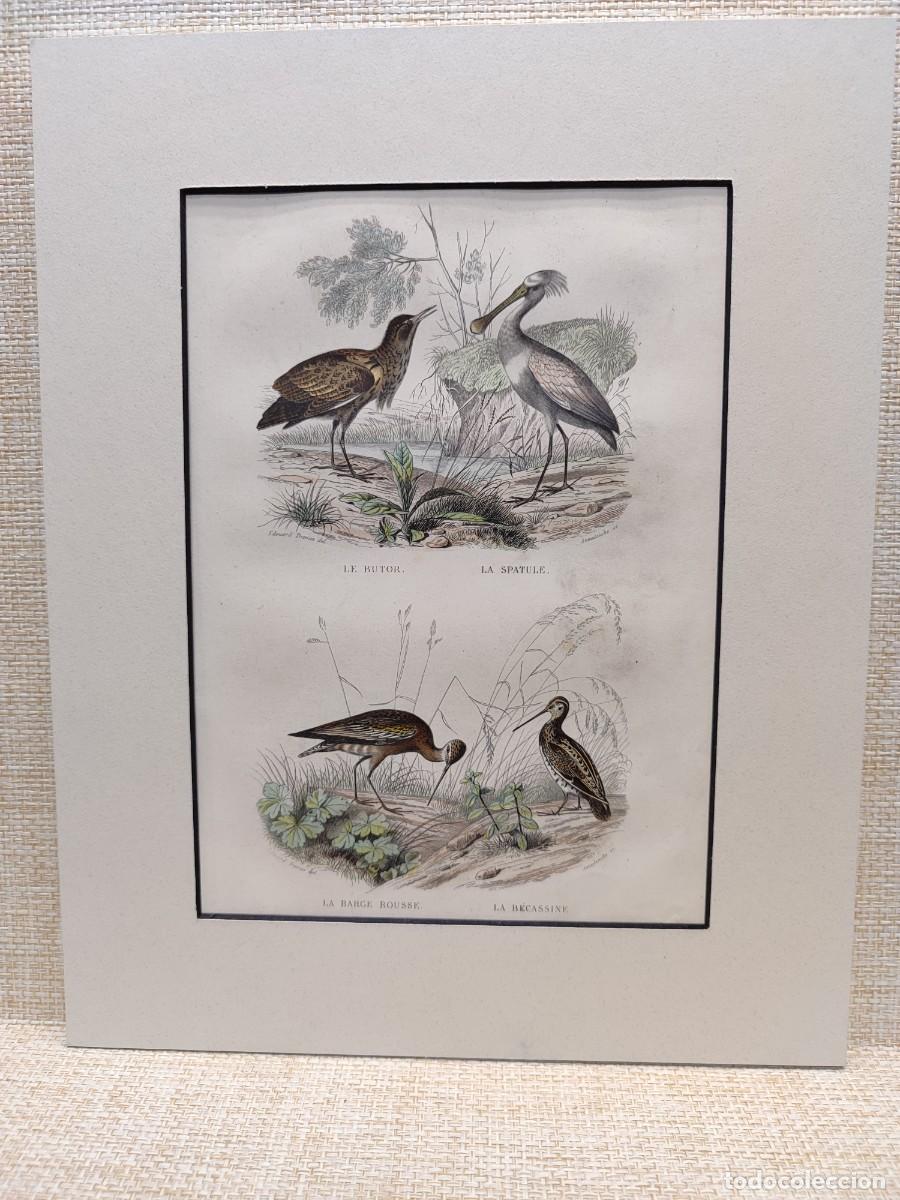 Arte: Le butor. La spatule. La barge rousse. La becassine. Obras de Buffon. Oiseaux. 1848.