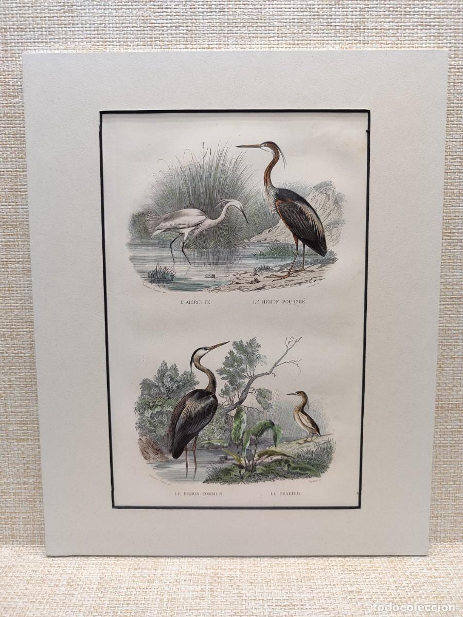 Arte: L&acute;aigrette. Le heron. Le crabier. Obras de Buffon. Oiseaux. 1848.