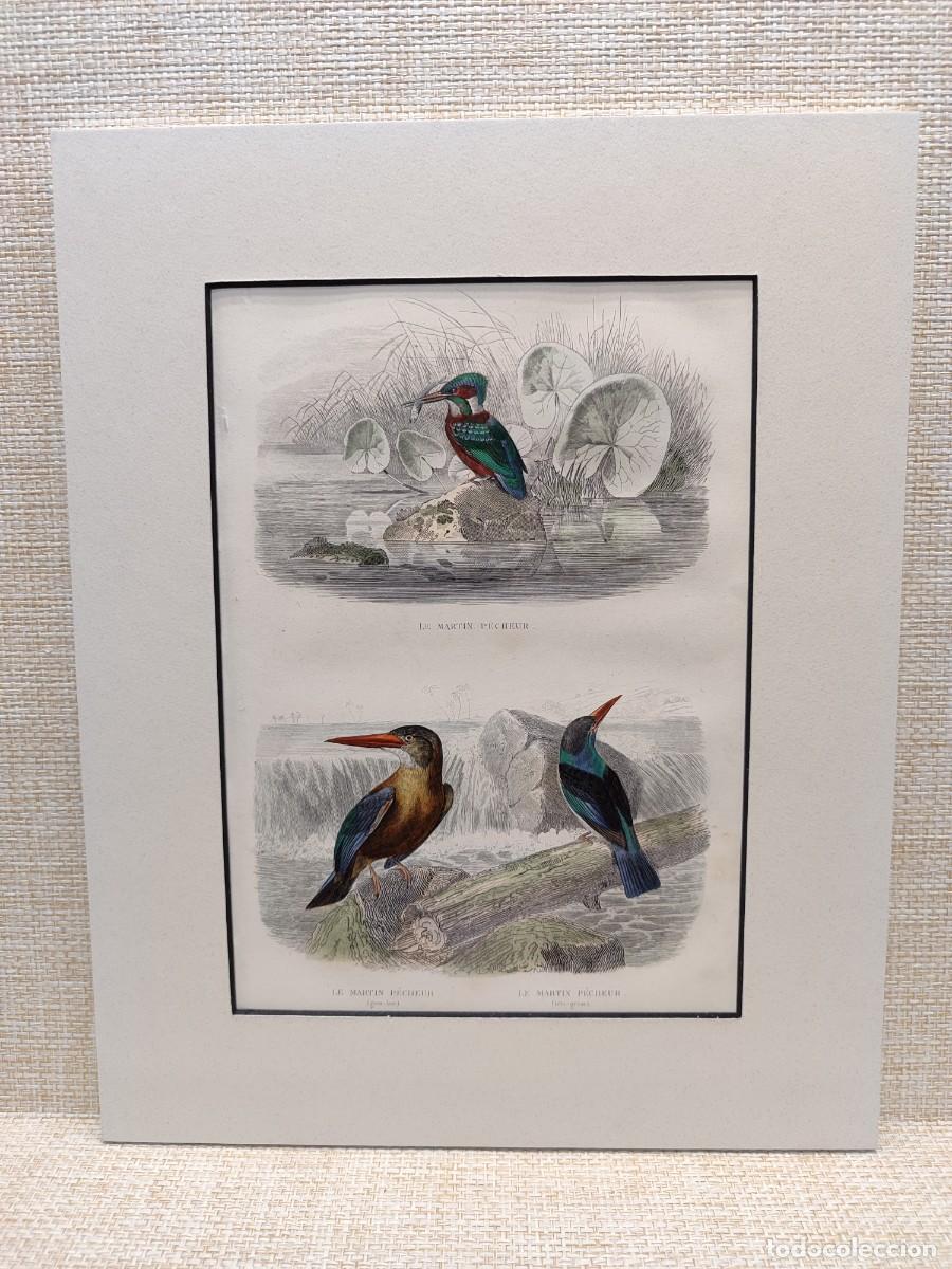 Arte: Le martin pecheur. Obras de Buffon. Oiseaux. 1848.
