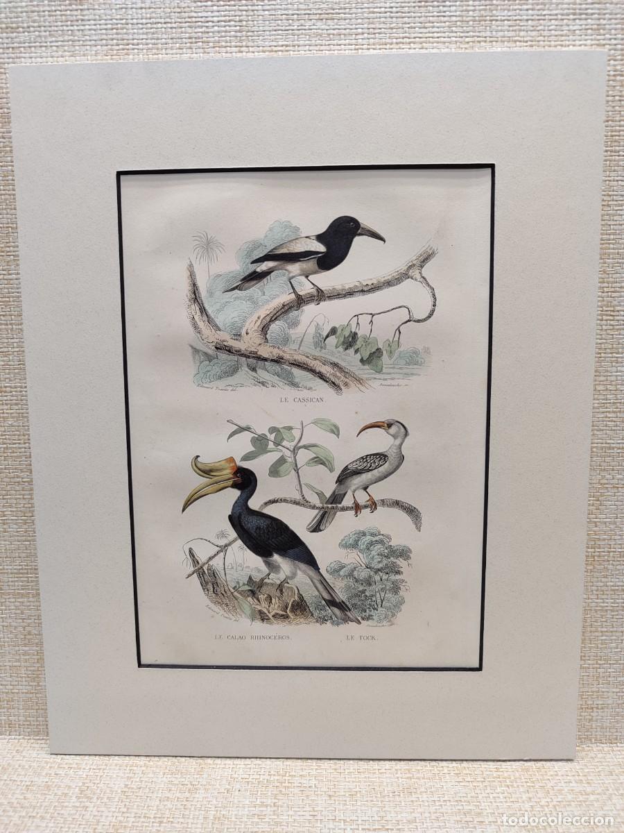 Arte: Le cassican. Le calao rhinoceros. Le tock. Obras de Buffon. Oiseaux. 1848.