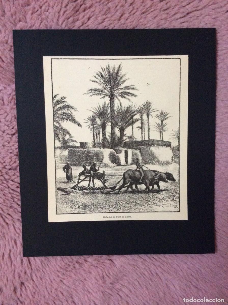 Arte: Tema: M&eacute;dio Oriente - Debulha do Trigo no Delta do Nilo ( Egito ). Xilogravura do s&eacute;culo XIX