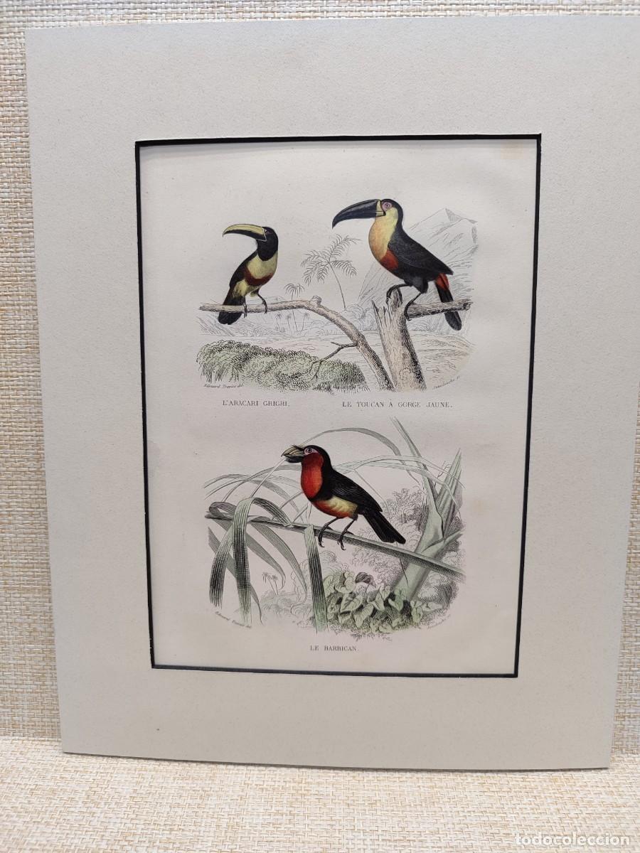 Arte: L&acute;aracari. Le toucan. Le barbican. Obras de Buffon. Oiseaux. 1848.