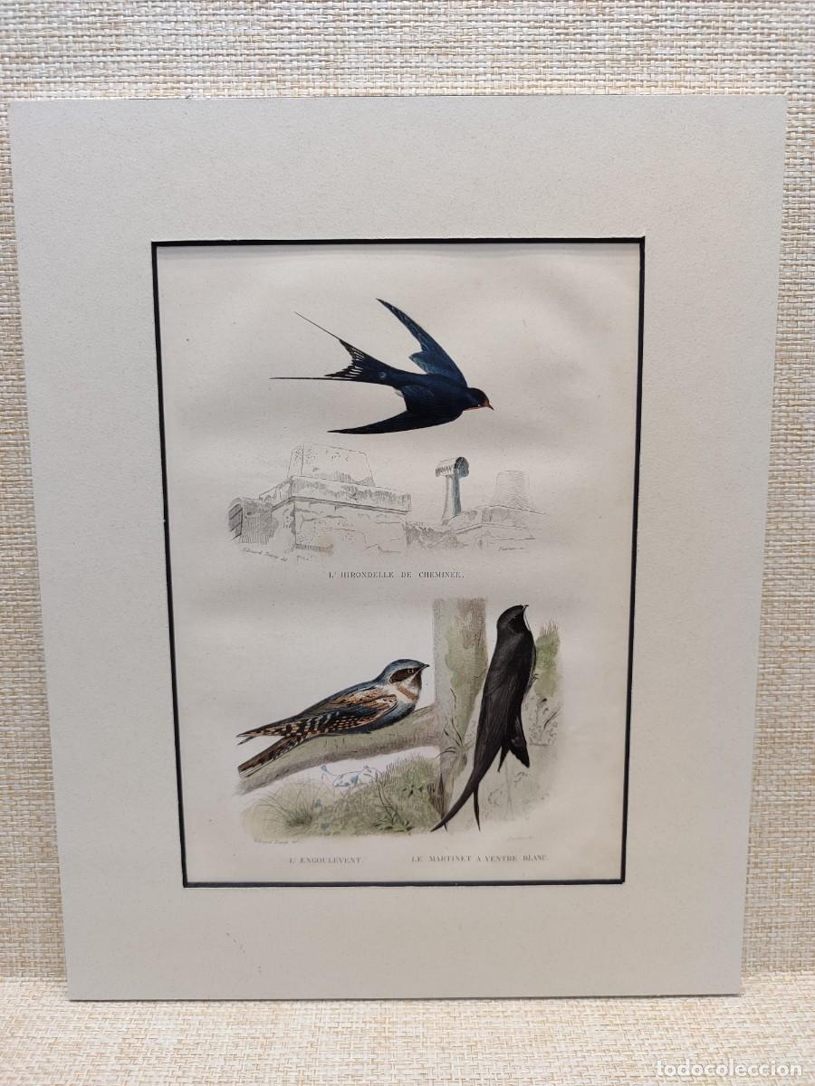 Arte: L&acute;hirondelle. L&acute;engoulevent. Le martinet. Obras de Buffon. Oiseaux. 1848.