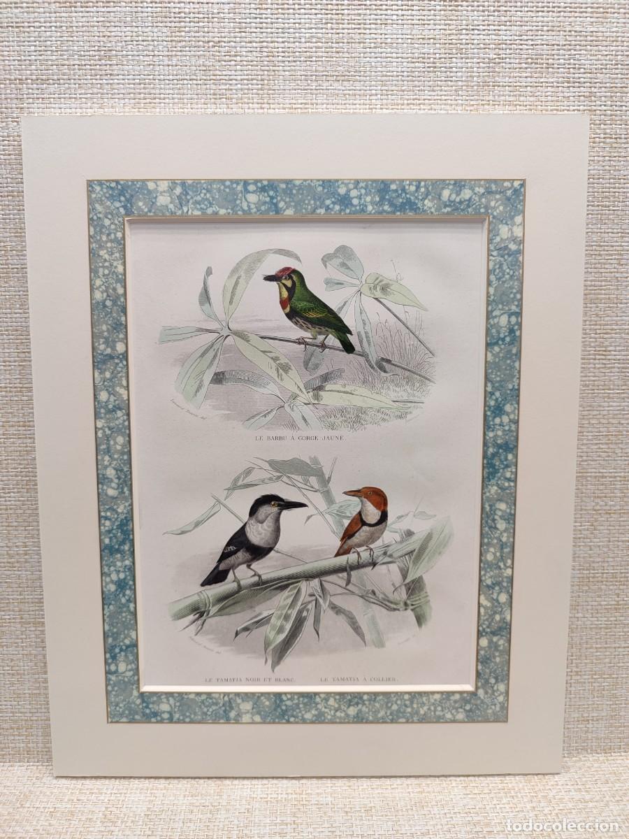 Arte: Le barbu. Le tamatia. Obras de Buffon. Oiseaux. 1848.