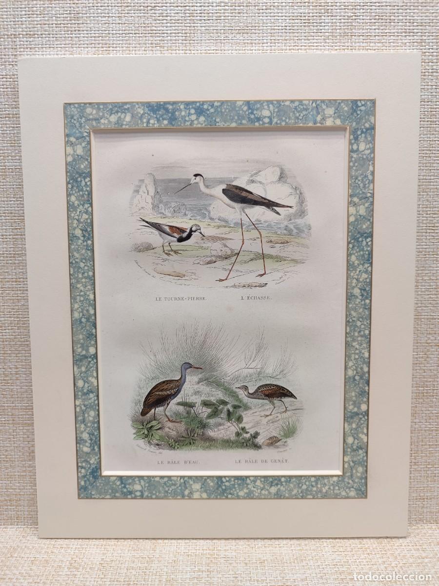 Arte: Le tourne pierre. L&acute;echasse. Le rale. Obras de Buffon. Oiseaux. 1848.