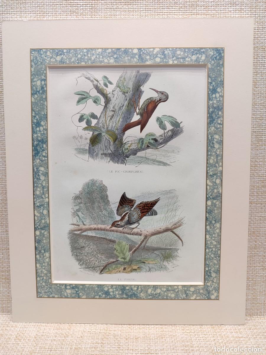 Arte: Le pic grimpereau. Le torcol. Obras de Buffon. Oiseaux. 1848.