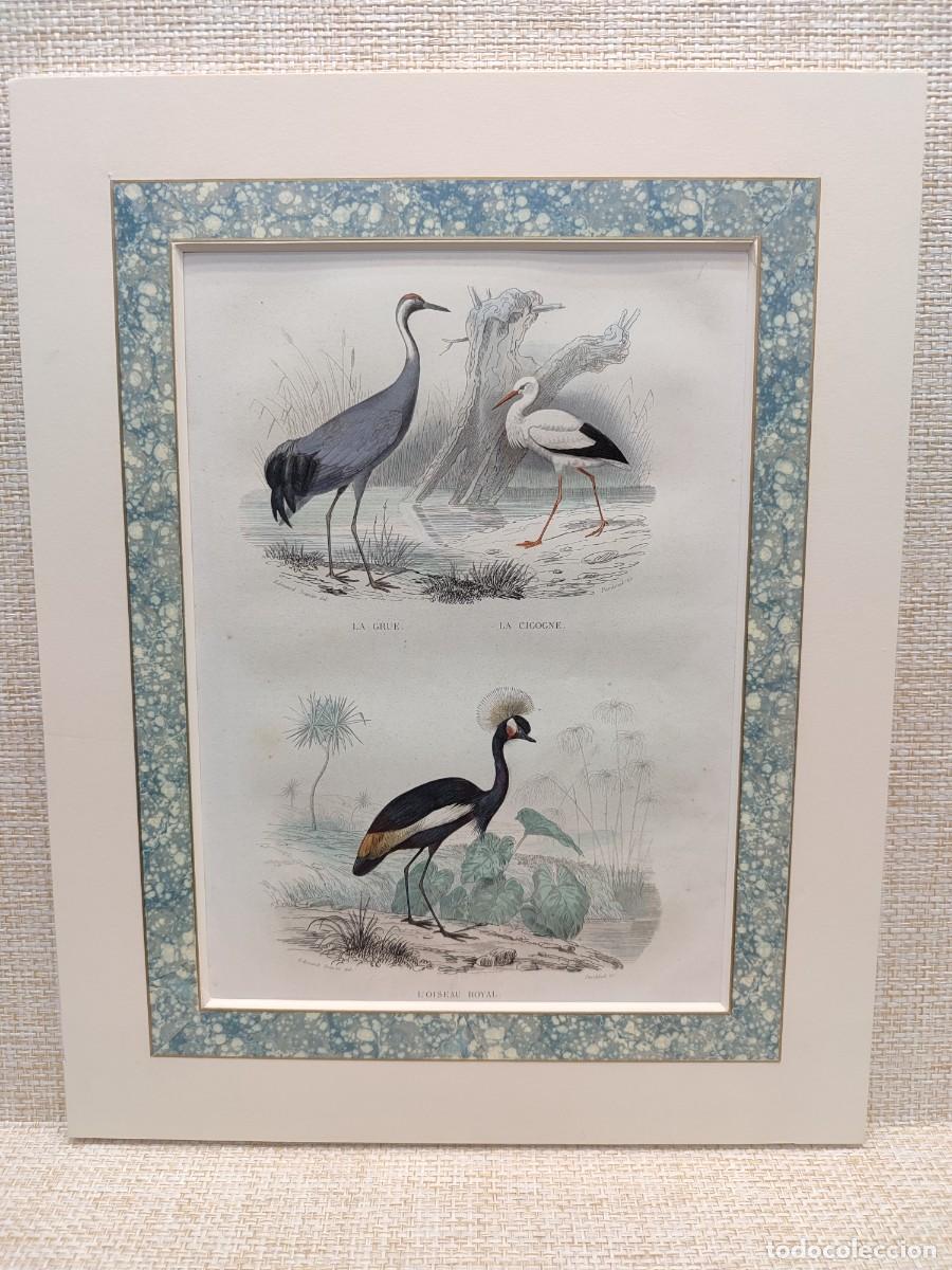 Arte: La grue. La cigogne. L&acute;oiseau royal. Obras de Buffon. Oiseaux. 1848.