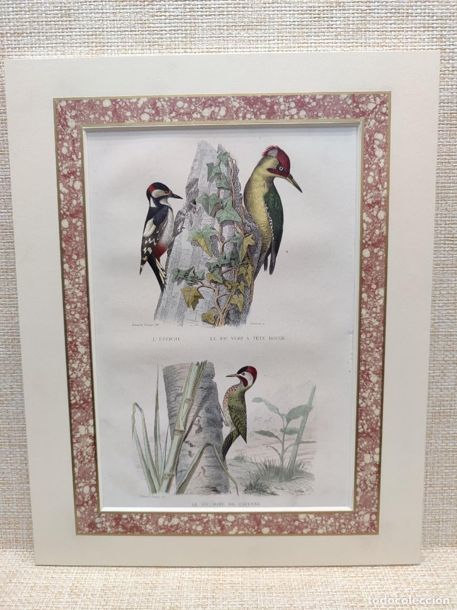 Arte: L&acute;epeiche. Le pic. Obras de Buffon. Oiseaux. 1848.
