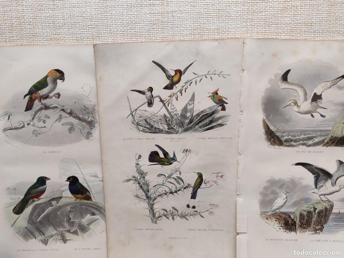 Arte: Lote 3 grabados a color. Obras de Buffon. Oiseaux. 1848.