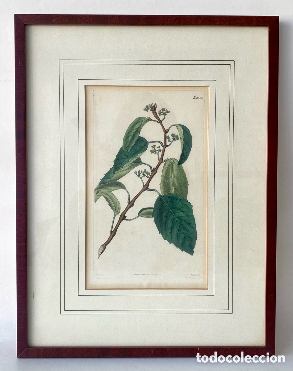 Arte: L&aacute;mina bot&aacute;nica antigua enmarcada que representa una rama del &aacute;rbol conocido como Serviceberry