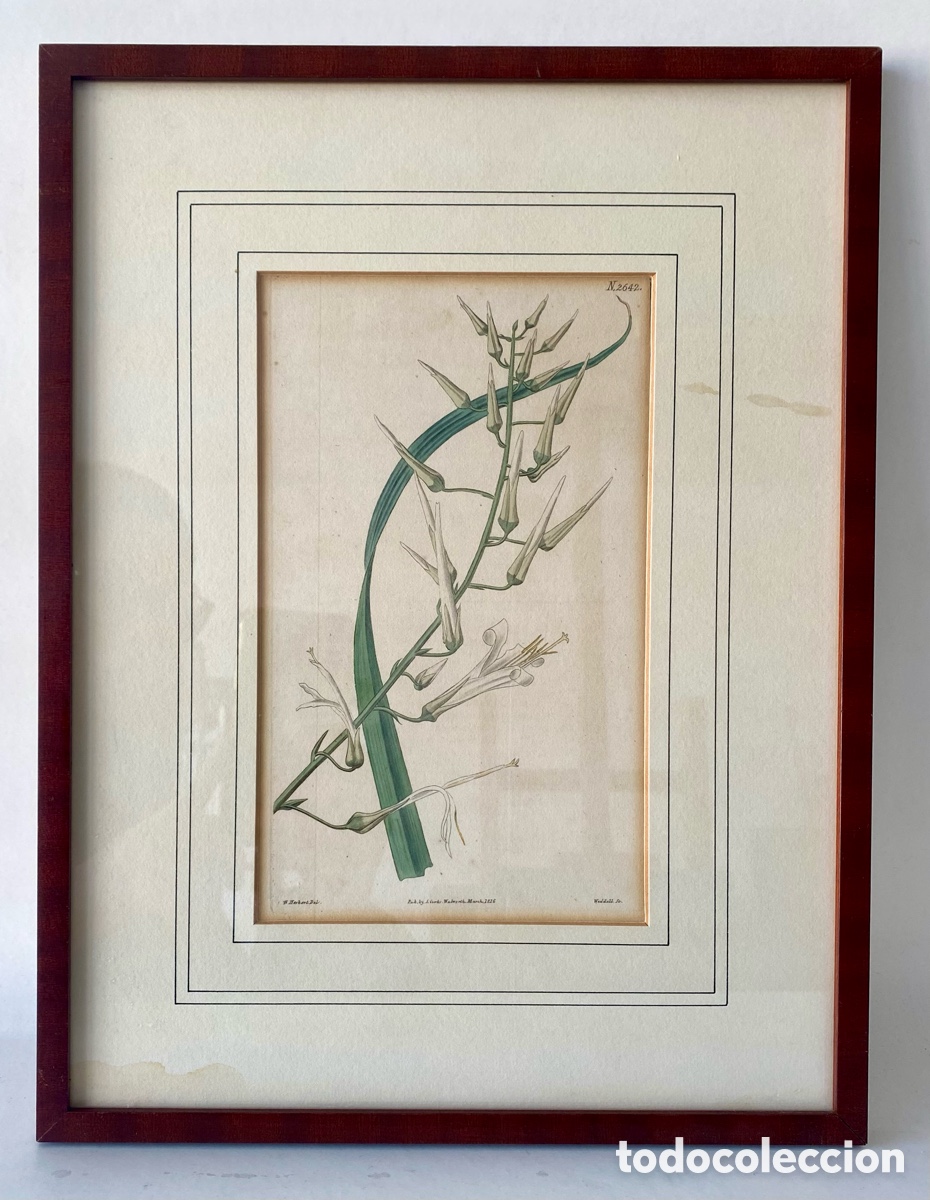 Arte: L&aacute;mina enmarcada de bot&aacute;nica fechado 1824 de la revista Botanical Magazine