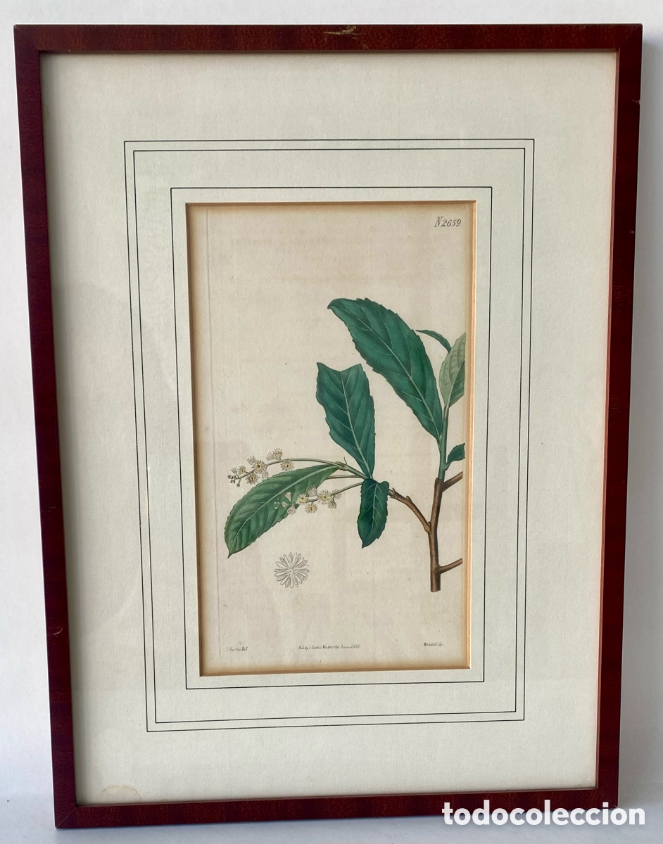 Arte: L&aacute;mina bot&aacute;nica enmarcada de una rama con hojas y flores peque&ntilde;as, identificada con el n&uacute;mero &rdquo;N2659