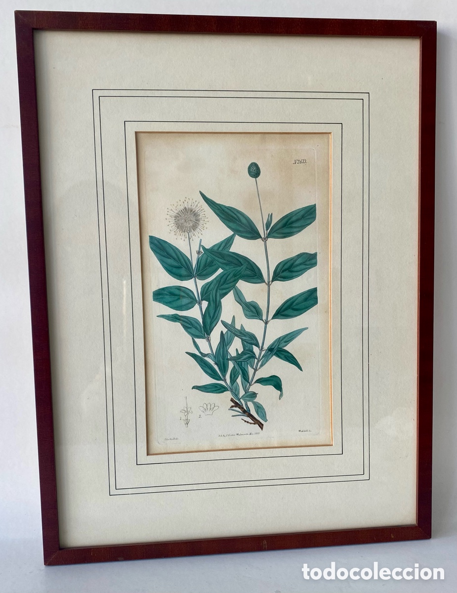 Arte: L&aacute;mina enmarcada bot&aacute;nica enmarcada que representa la Illicium anisatum