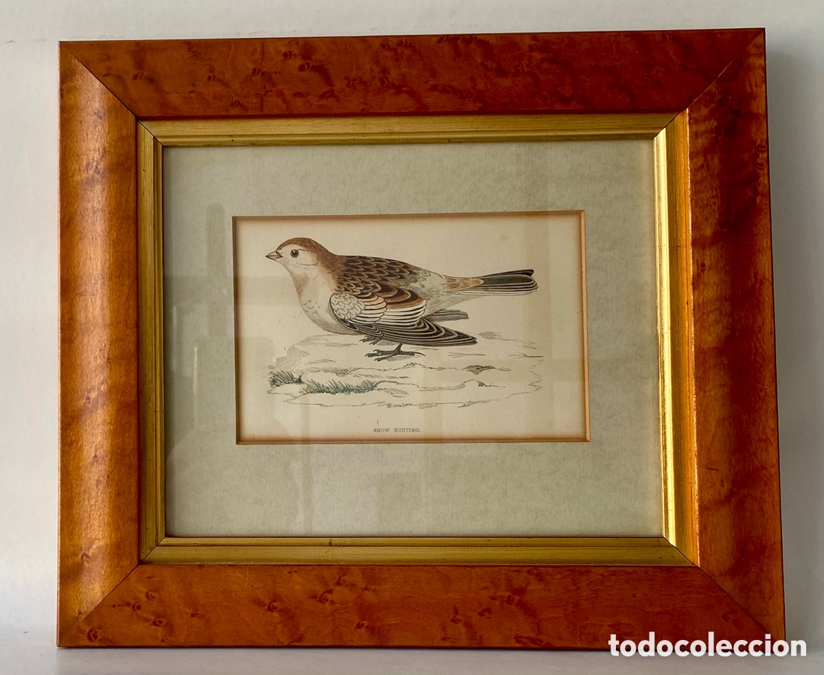 Arte: Grabado enmarcado de ave p&aacute;jaro de un Snow Bunting (Escribano nival)
