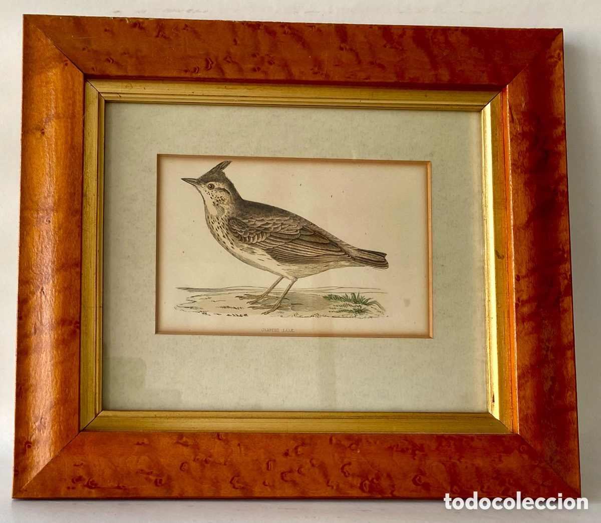 Arte: Gravado enmarcado cogujada com&uacute;n (Galerida cristata), una peque&ntilde;a ave