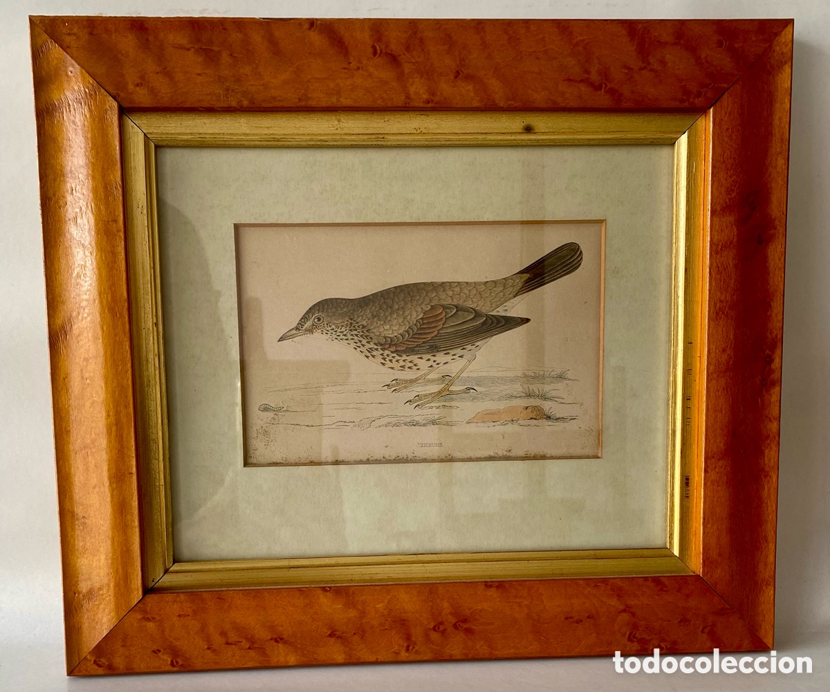 Arte: Grabado antiguo enmarcado que representa un zorza