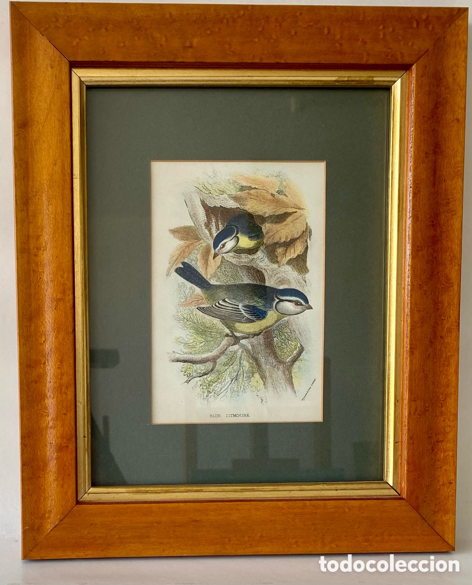 Arte: Grabado enmarcado de ave herrerillo com&uacute;n (Cyanistes caeruleus)