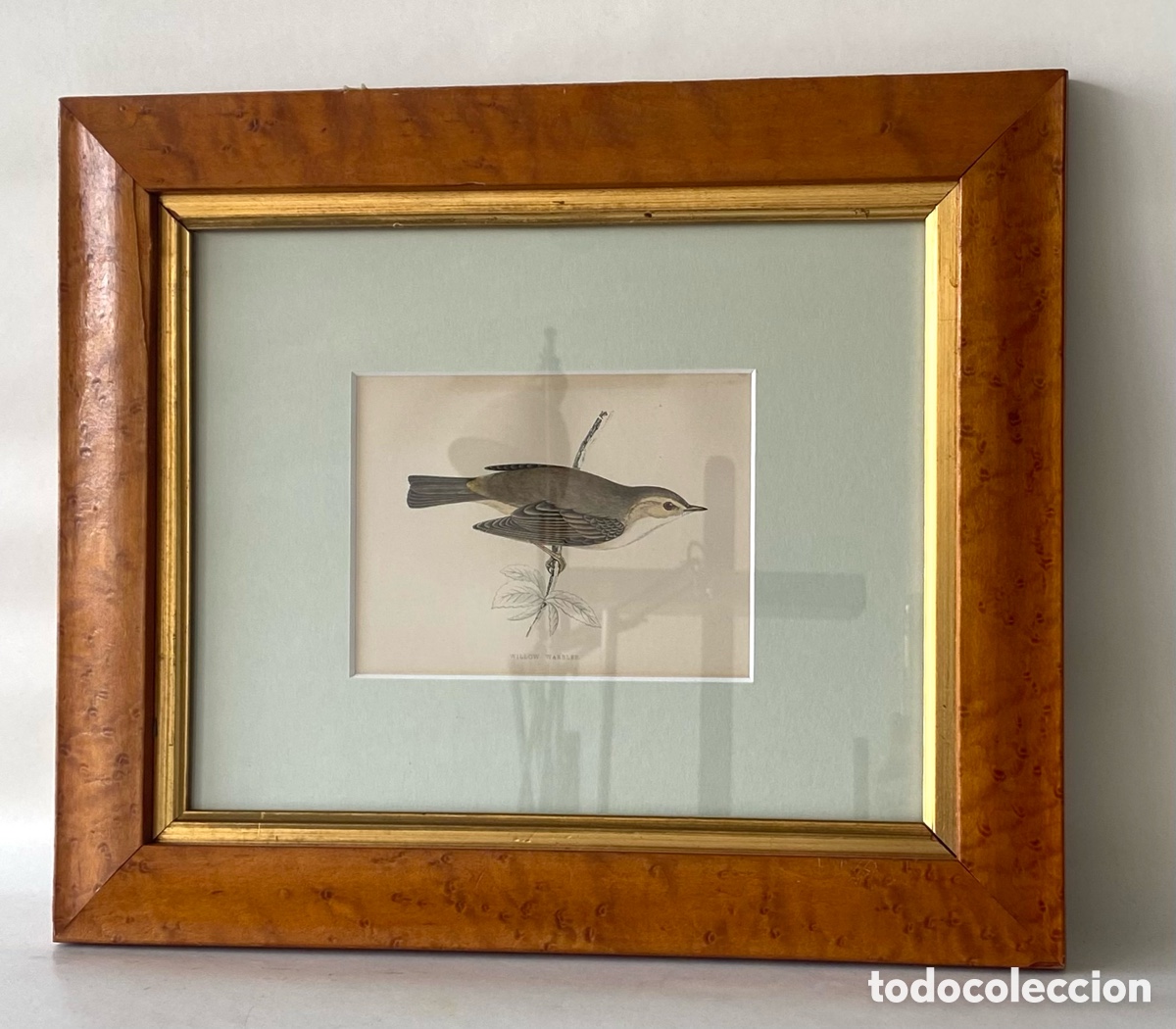 Arte: Grabado de ave p&aacute;jaro enmarcado