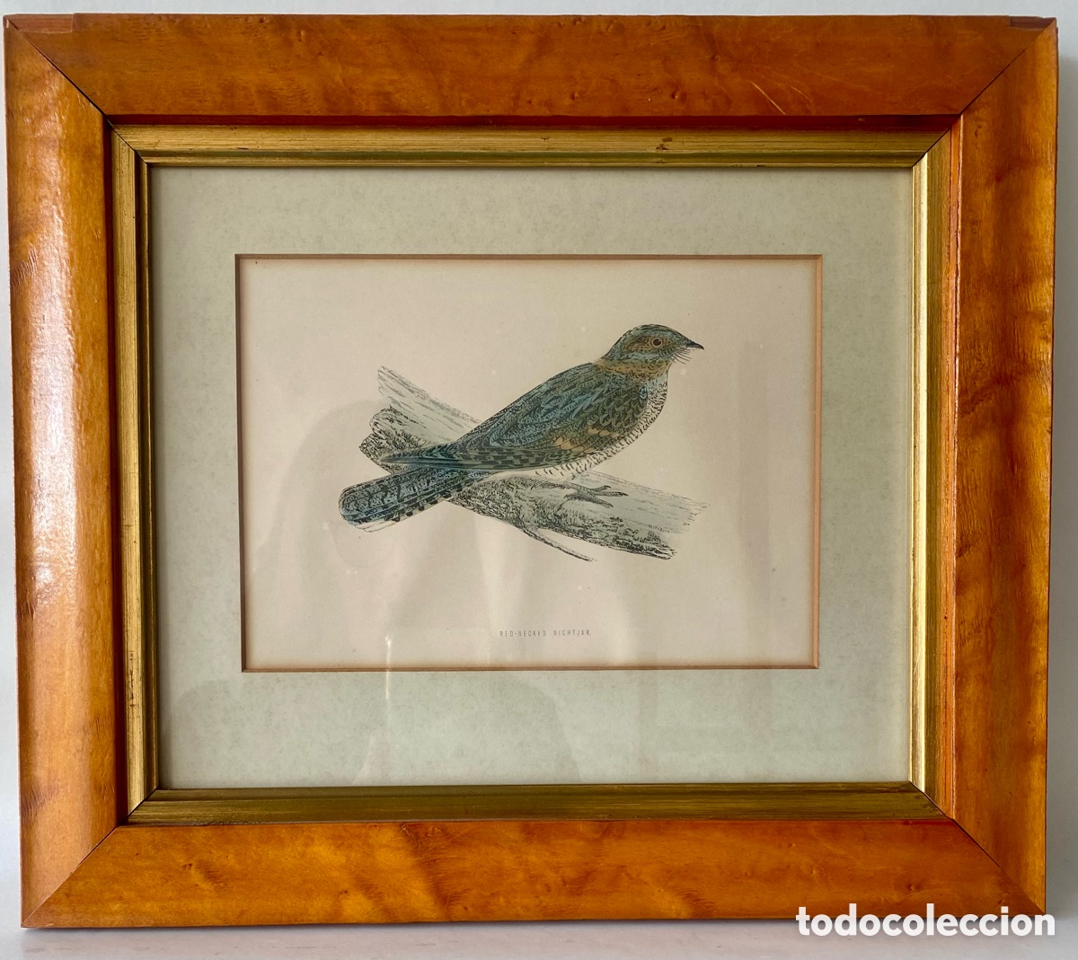 Arte: Grabado enmarcado de un Chotacabras Cuellirrojo (Caprimulgus ruficollis), un ave nocturna