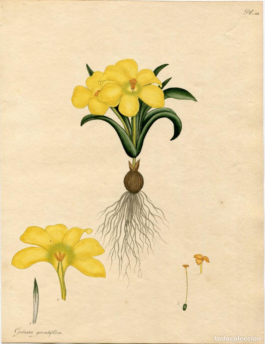 Arte: ANDREWS, Henry. GALAXIA GRANDIFLORA. The Botanist' Repository. Grabado coloreado a mano. 1800