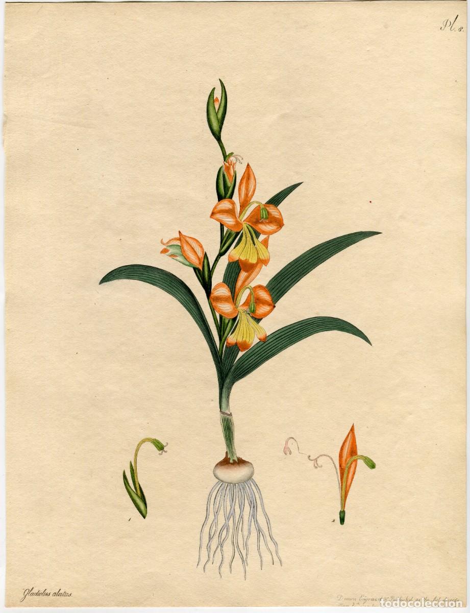 Arte: ANDREWS, Henry. GLADIOLUS ALATUS. The Botanist' Repository. Grabado coloreado a mano. 1800