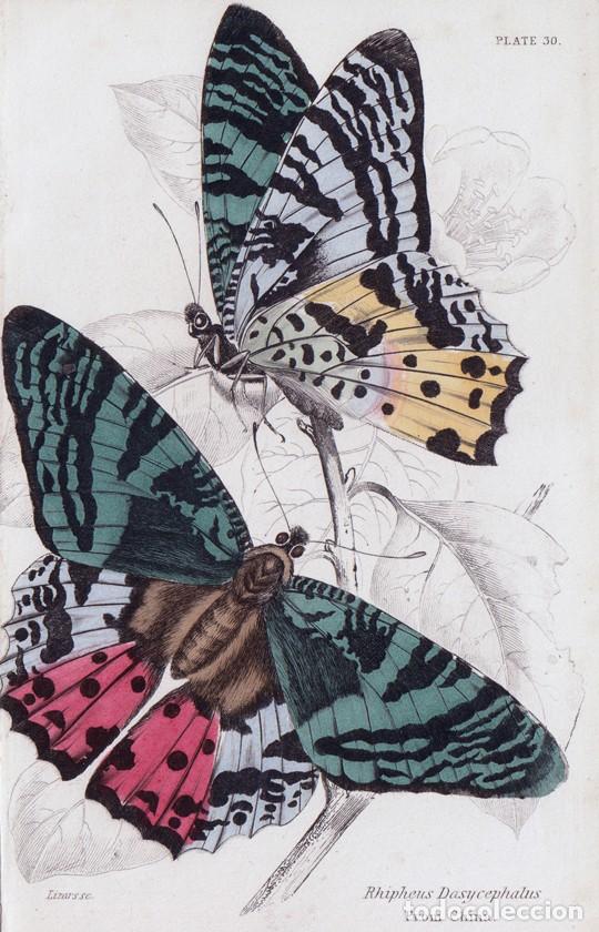 Arte: PEQUE&Ntilde;O GRABADO ILUMINADO, W.H. LIZARS 1837. MARIPOSA NOCTURNA, POLILLA CREPUSCULAR DE MADAGASCAR
