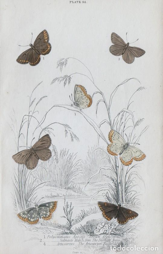 Arte: PEQUE&Ntilde;O GRABADO ILUMINADO, W.H. LIZARS, DE 1835. MARIPOSAS. ARICIA AGESTIS, ARTAXERXES & SALMACIS