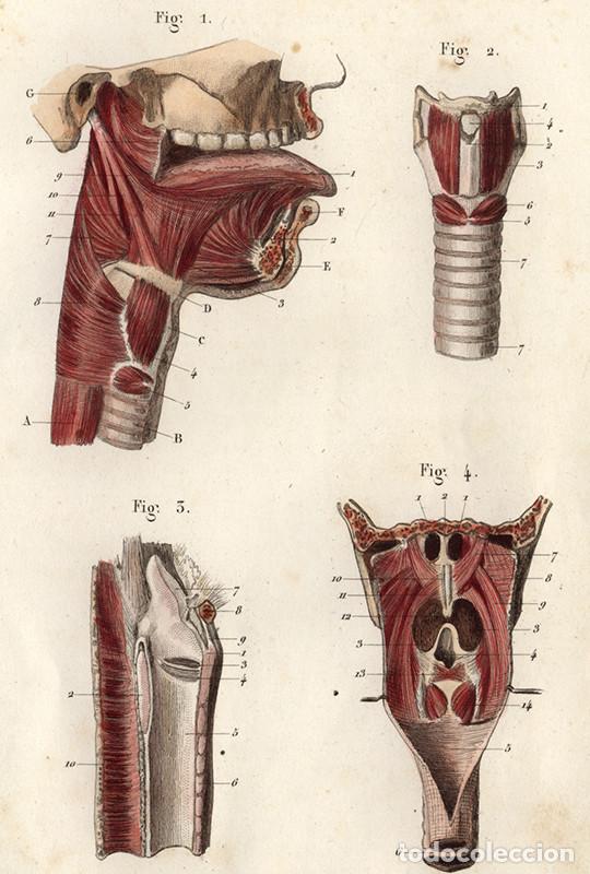 Arte: PEQUE&Ntilde;O GRABADO ANAT&Oacute;MICO ILUMINADO, 1855: &Oacute;RGANOS DE FONACI&Oacute;N Y DEGLUCI&Oacute;N. GARGANTA, BOCA. L&Eacute;VEILL&Eacute;
