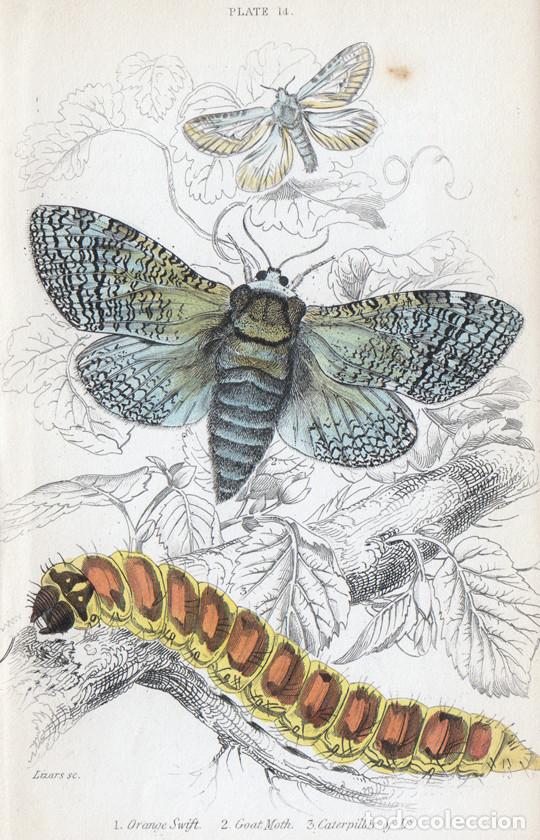 Arte: PEQUE&Ntilde;O GRABADO ILUMINADO DE LIZARS, 1836. MARIPOSAS, POLILLAS. COSSUS COSSUS, TRIODIA SYLVINA, &c.