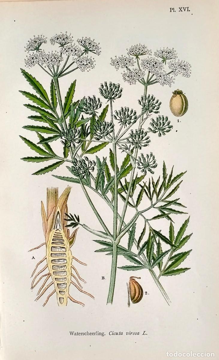 Art: Grabado antiguo Bot&aacute;nica Cicuta virosa a&ntilde;o 1903 con certif. autent. Grabados Botanica