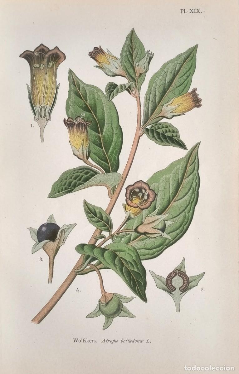 Art: Grabado antiguo Bot&aacute;nica Belladona a&ntilde;o 1903 con certif. autent. Grabados Botanica