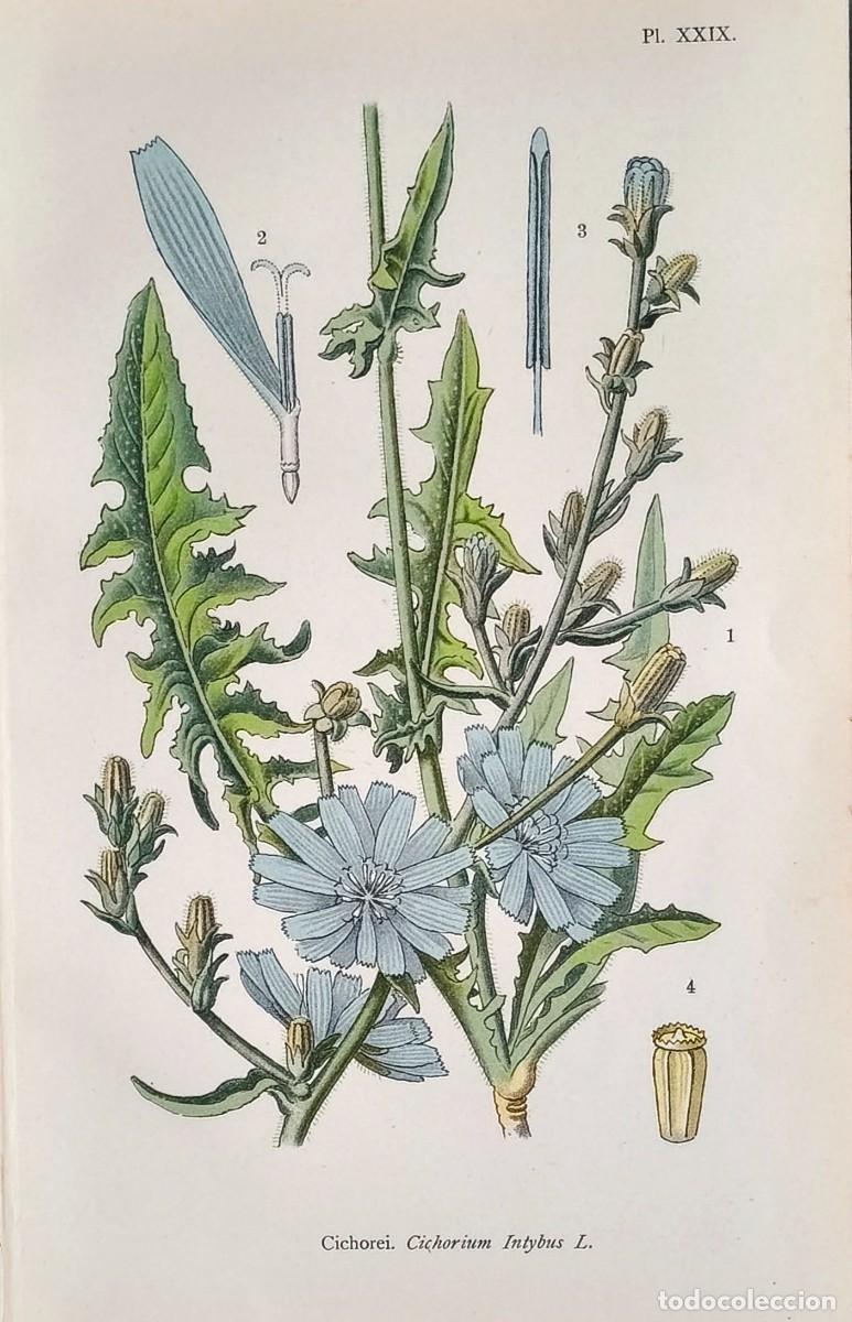 Art: Grabado antiguo Bot&aacute;nica Cichorium Intybus a&ntilde;o 1903 con certif. autent. Grabados Botanica