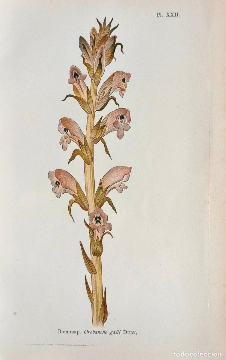 Arte: Grabado antiguo Bot&aacute;nica Orobanche galii a&ntilde;o 1903 con certif. autent. Grabados Botanica