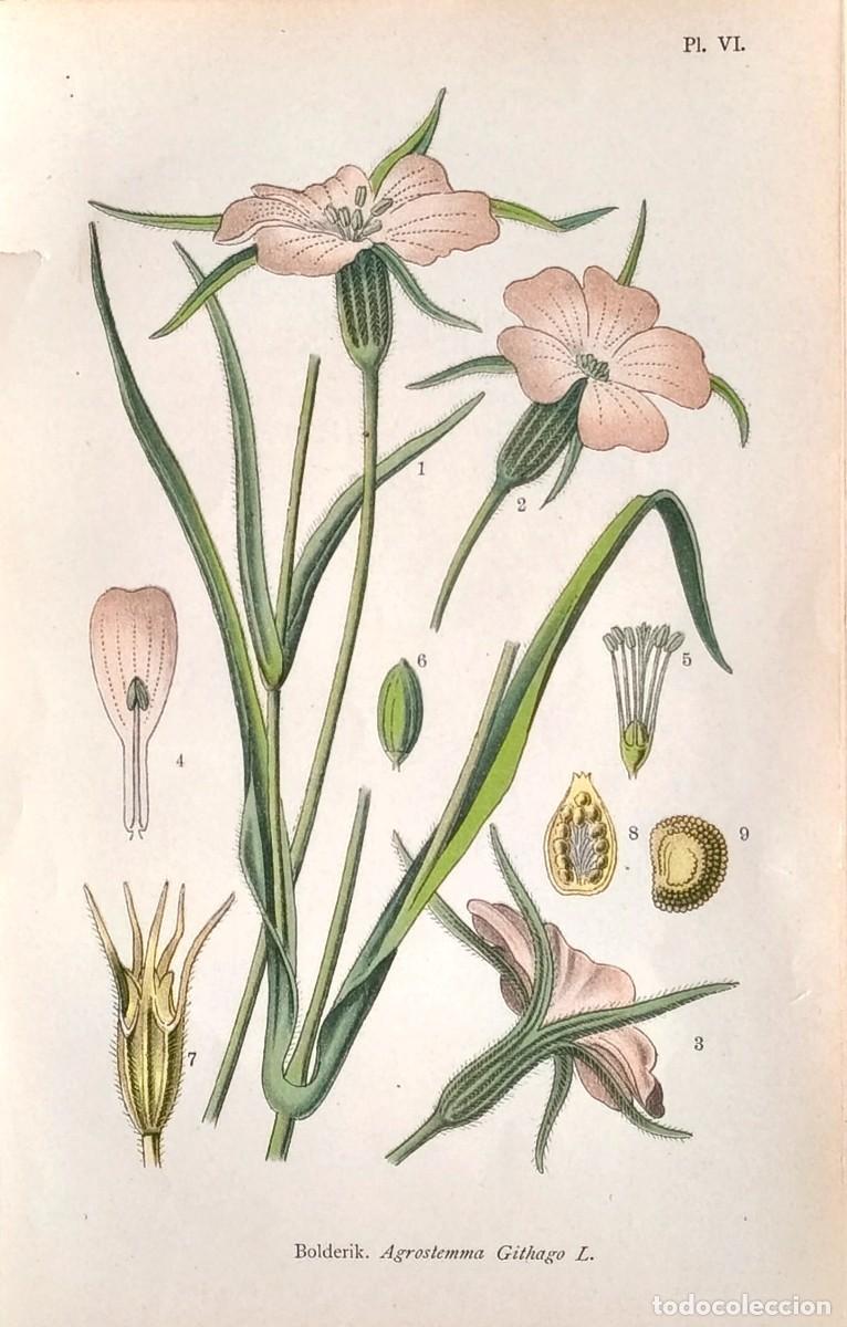 Arte: Grabado antiguo Bot&aacute;nica Agrostemma githago a&ntilde;o 1903 con certif. autent. Grabados Botanica