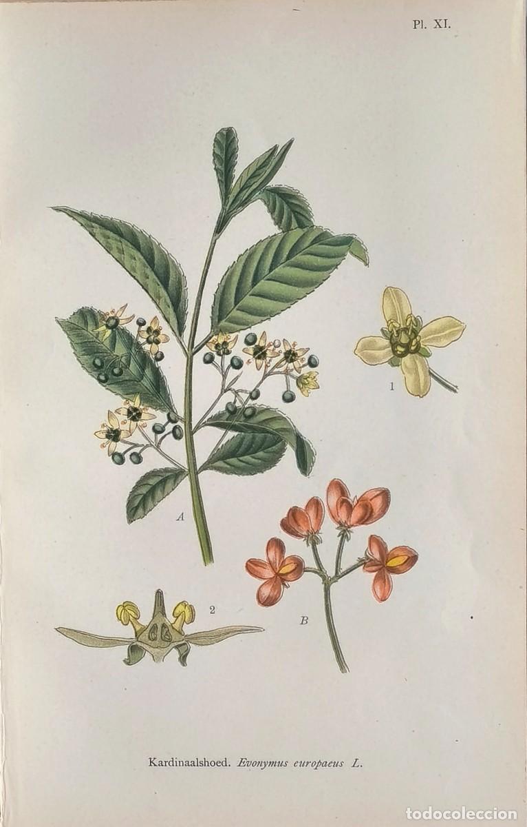Art: Grabado antiguo Bot&aacute;nica Ev&oacute;nymus Europaeus a&ntilde;o 1903 con certif. autent. Grabados Botanica