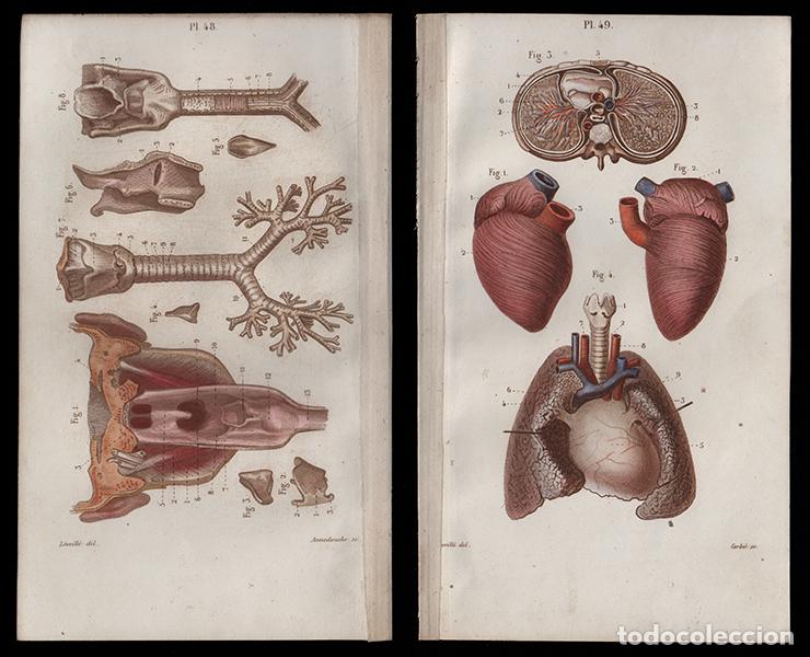 Arte: 2 PEQUE&Ntilde;OS GRABADOS COLOREADOS DE ANATOM&Iacute;A, 1850: ESPLACNOLOG&Iacute;A. FARINGE, PLEURA, CORAZ&Oacute;N...L&Eacute;VEILL&Eacute;