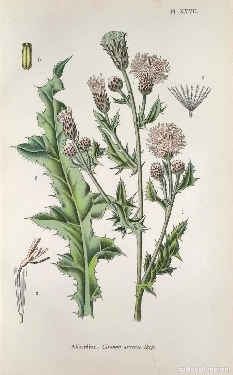 Arte: Grabado antiguo Bot&aacute;nica Cirsium a&ntilde;o 1903 con certif.autent. Grabados Bot&aacute;nica