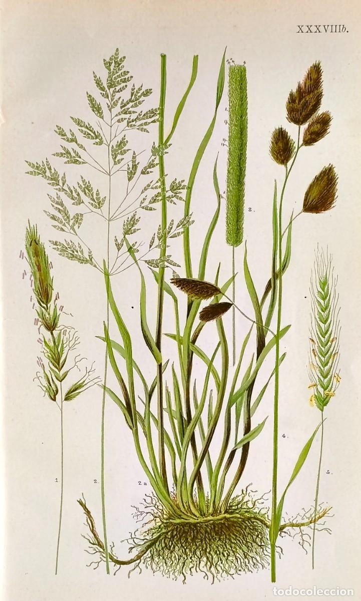 Arte: Grabado antiguo Bot&aacute;nica Anthoxanthum a&ntilde;o 1903 con certif.autent. Grabados Bot&aacute;nica