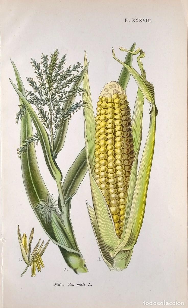 Arte: Grabado antiguo Bot&aacute;nica Maiz a&ntilde;o 1903 con certif.autent. Grabados Bot&aacute;nica
