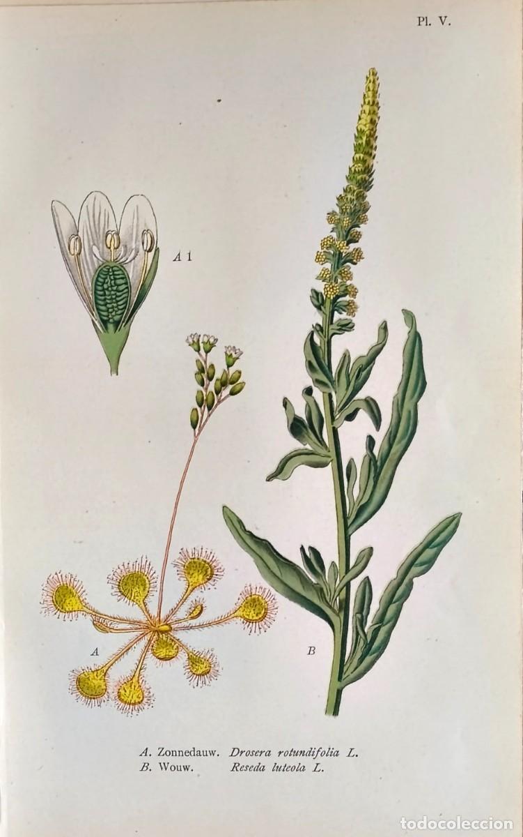 Arte: Grabado antiguo Bot&aacute;nica Drosera a&ntilde;o 1903 con certif.autent. Grabados Bot&aacute;nica