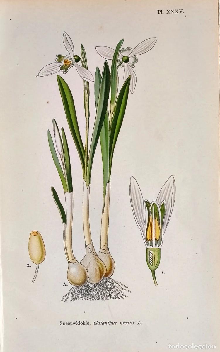 Arte: Grabado antiguo Bot&aacute;nica Matricaria a&ntilde;o 1903 con certif.autent. Grabados Bot&aacute;nica